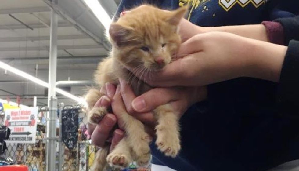 Kitten Born with No Eyes Found in Backyard, Now Gets a New Life