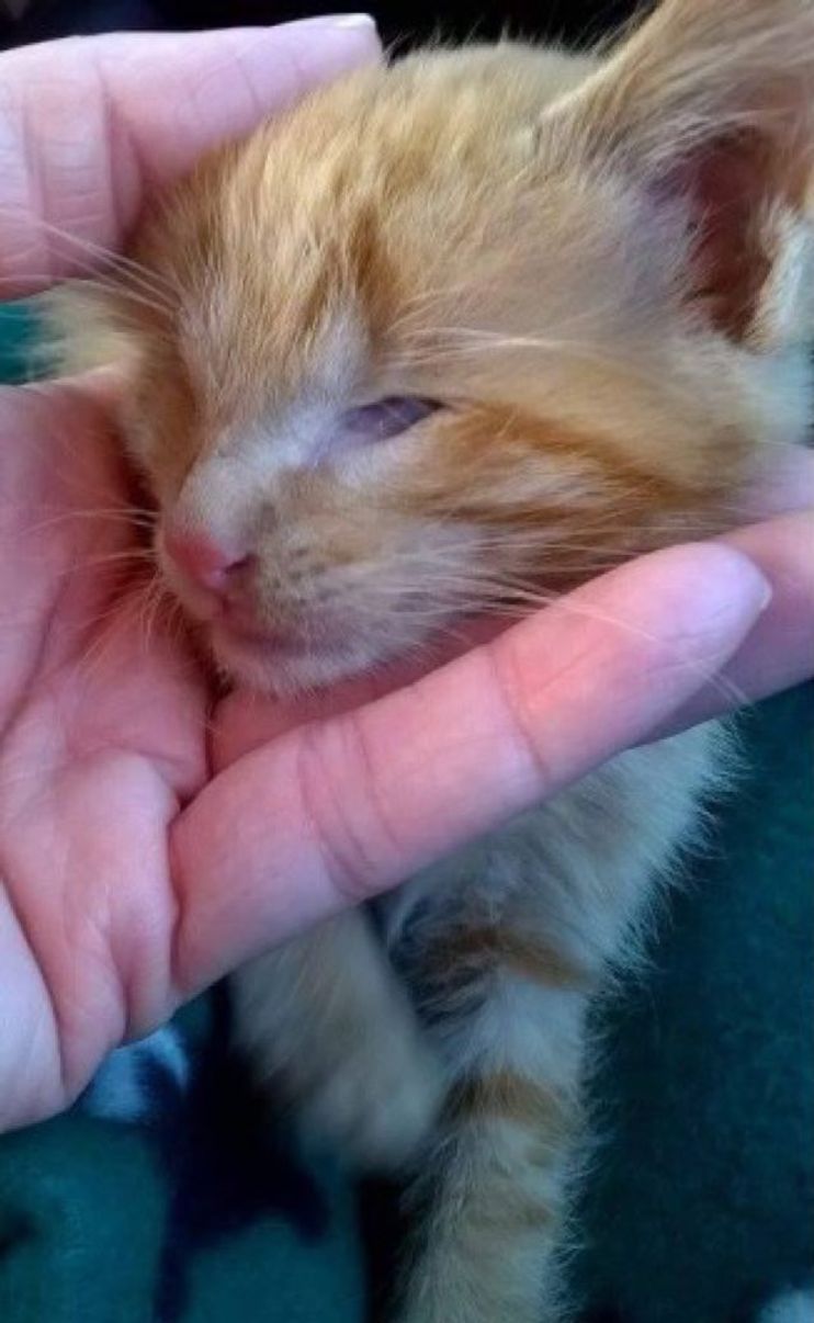 Kitten Born with No Eyes Found in Backyard, Now Gets a New Life - Love Meow