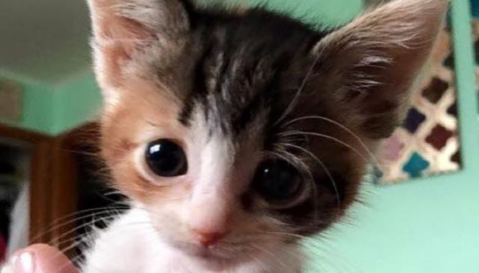 Calico Kitten with Feline Leukemia Proves that Love Gives Her Strength to Live on