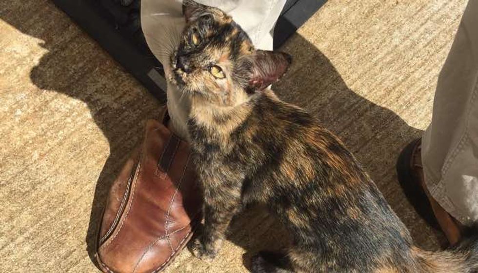 Stray Kitten Wandered Up to Factory Door and Stole Man's Heart
