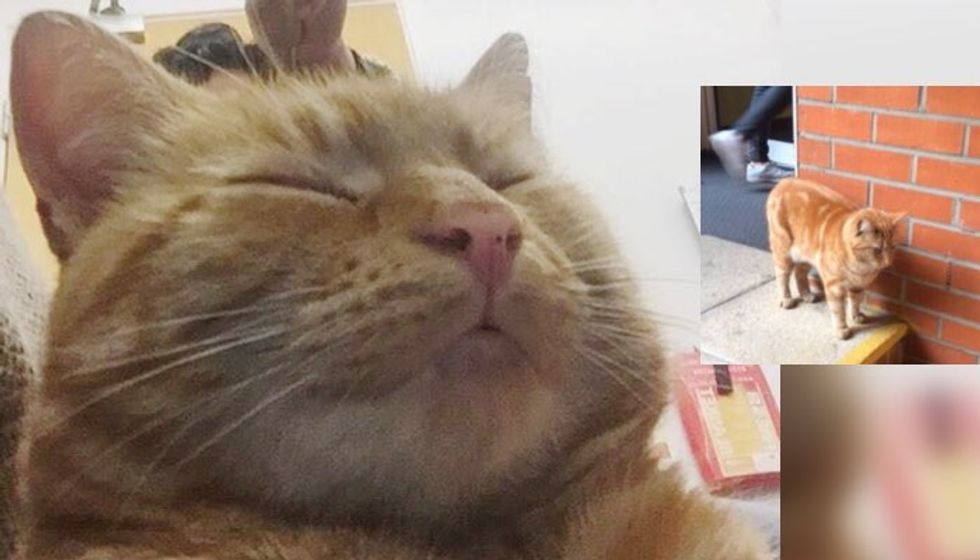 Mysterious Ginger Cat Moves into Student Halls and Makes It His New Home