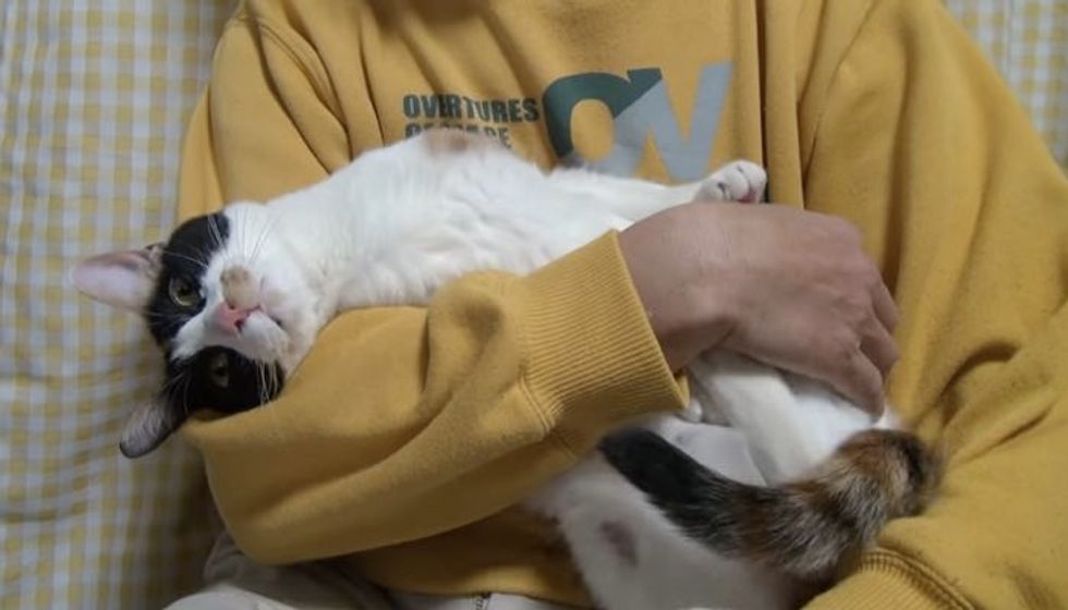 Calico Cat Demands Love Like a Baby