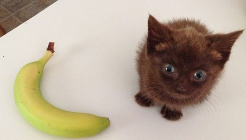Tiny Kitten Shows Up on Porch, Meowing to Get in!