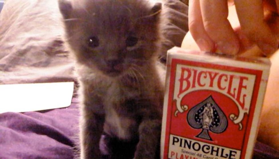 Rescue Feral Kitten Size of Deck of Cards. Now 4 Years Later..