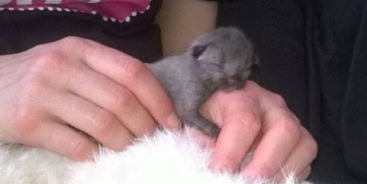 Newborn Kitten Crawling on Roadside is Saved by Love Love Meow