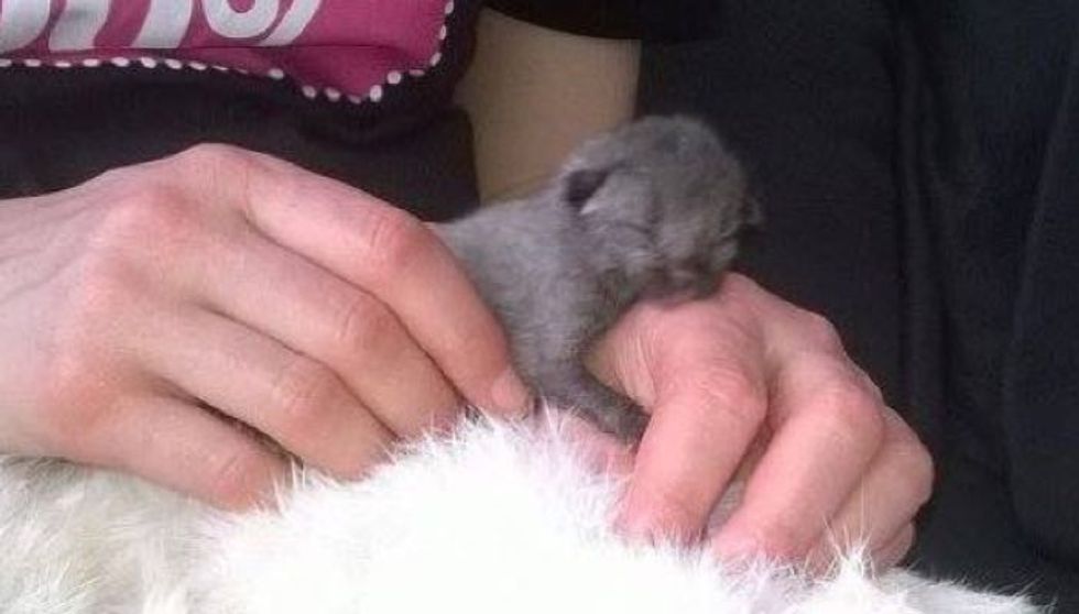 Newborn Kitten Crawling on Roadside is Saved by Love
