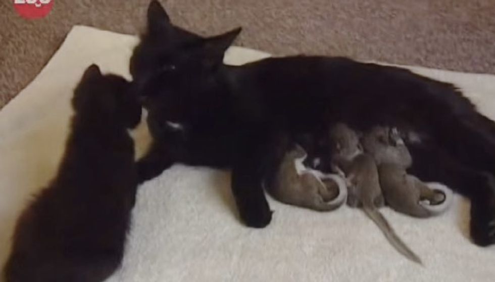 Cat Becomes Mom to Unusual Babies