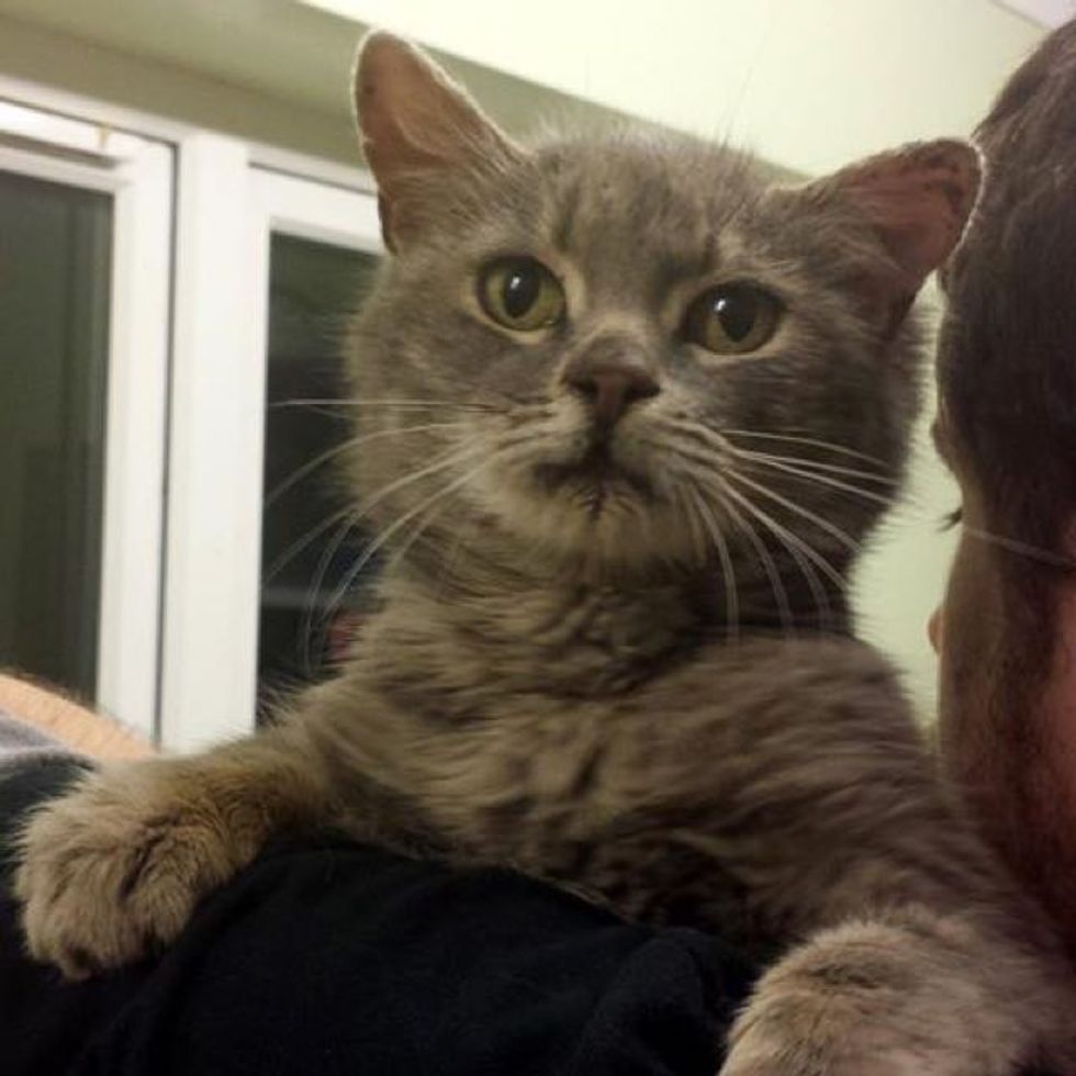 Rescue Cat With Three Ears Has More To Love Love Meow rescue-cat-with-three-ears-has-more-to-love-love-meow
