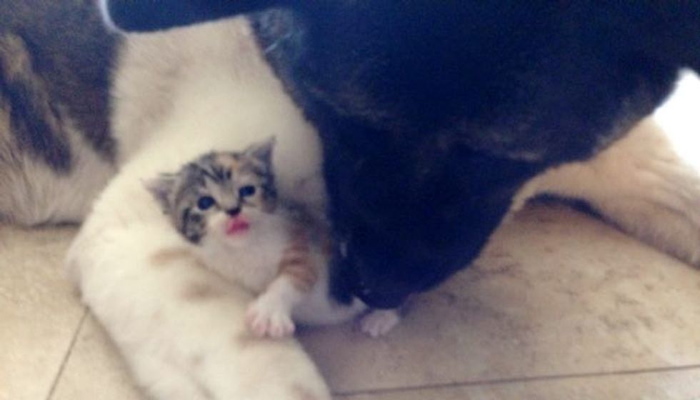 Retired Guard Dog Becomes Mom to Orphaned Kitten