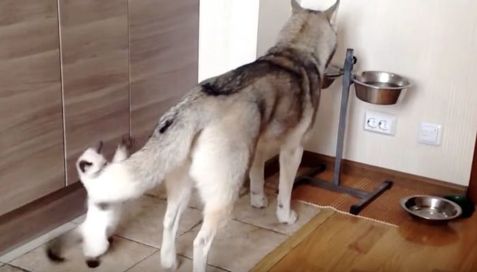 Kitten Tries to Interrupt While Dog Tries to Eat