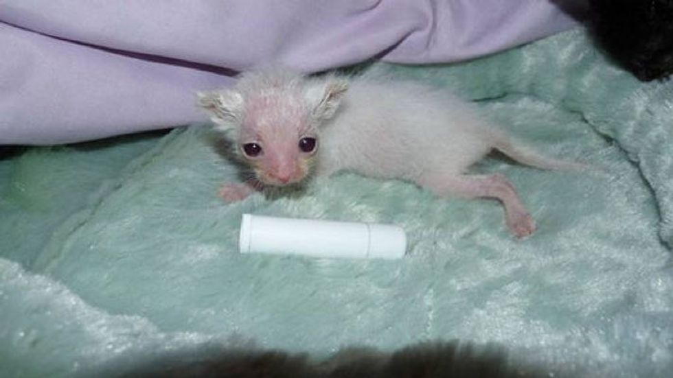 Tiniest Runt They Have Ever Seen Gets a Fighting Chance, Then and Now.. (with Updates)