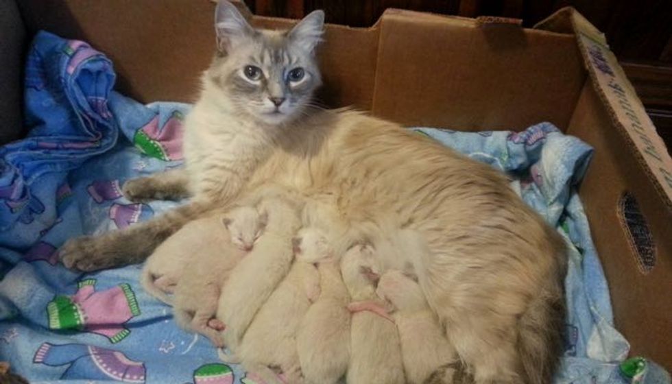 Rescue Stray Cat Surprises Family with Seven More (with Updates)