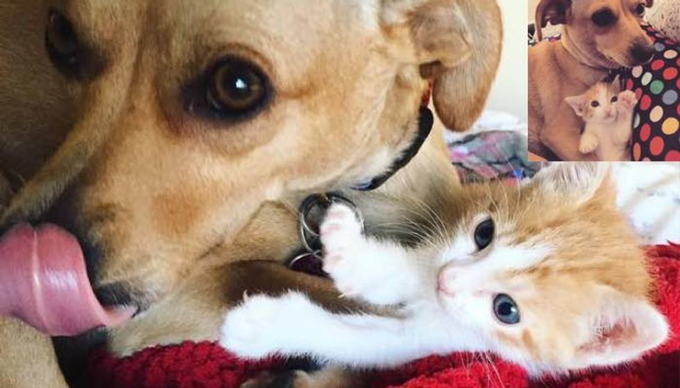 Rescue Dog Becomes Sister to Orphaned Kitten