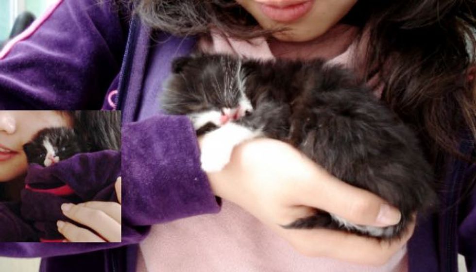 Tuxedo Kitten Holds onto Rescuer and Won't Let Go