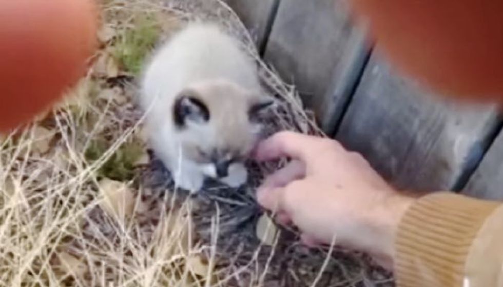 Man Saves Crying Kitten who Feels Loved After a Few Pets