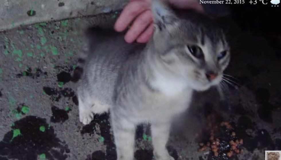 Feral Kitten Thanks Man for Feeding Him During Pouring Rain