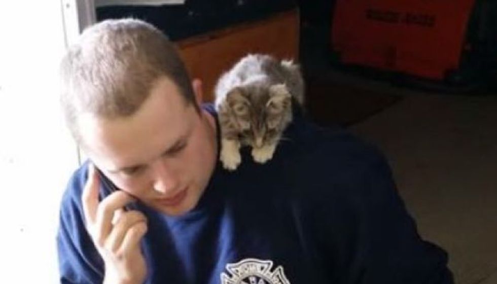 Stray Kitten Wanders into Fire Department, Meowing for Love