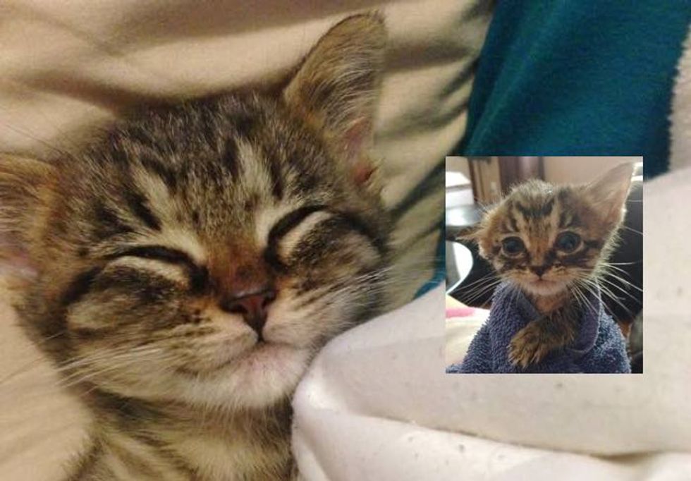 What a Loving Home Can Do for a Little Tabby