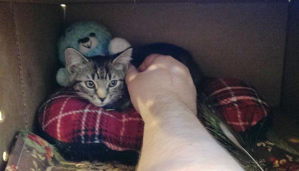 Shelter Kitty Got Ignored because She Wasn't a 'Whole Cat' until Someone Saw Her Differently