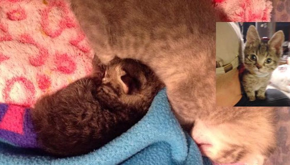 Kitten Half the Size of His Brother Learns to Eat on His Own