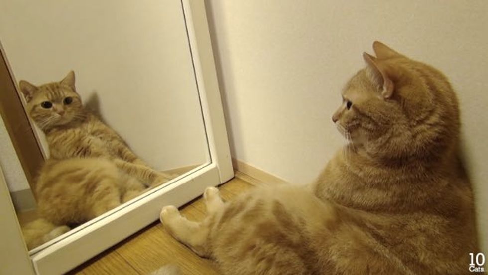 10 Cats but None React the Same Way to Their Own Reflection Love Meow
