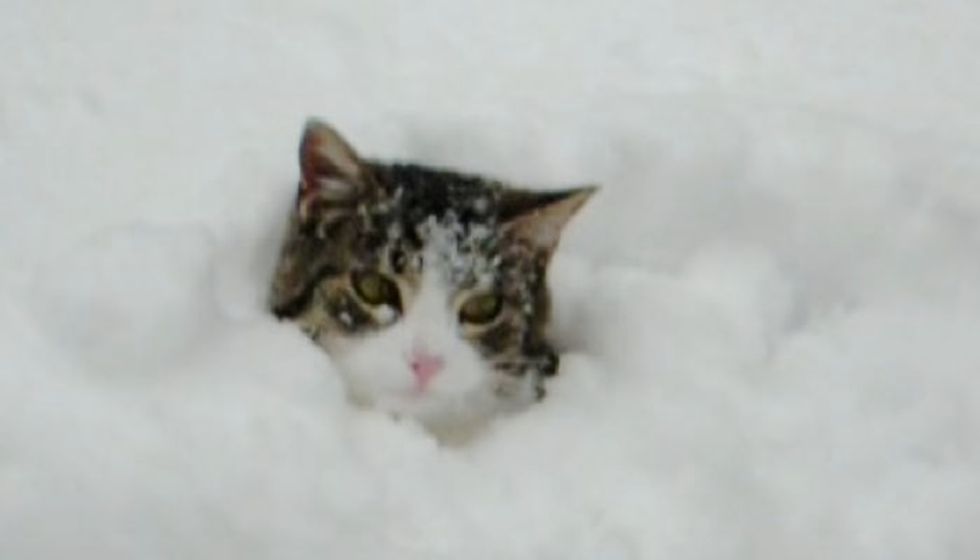 Cat Likes Burrowing in Snow like Bugs Bunny