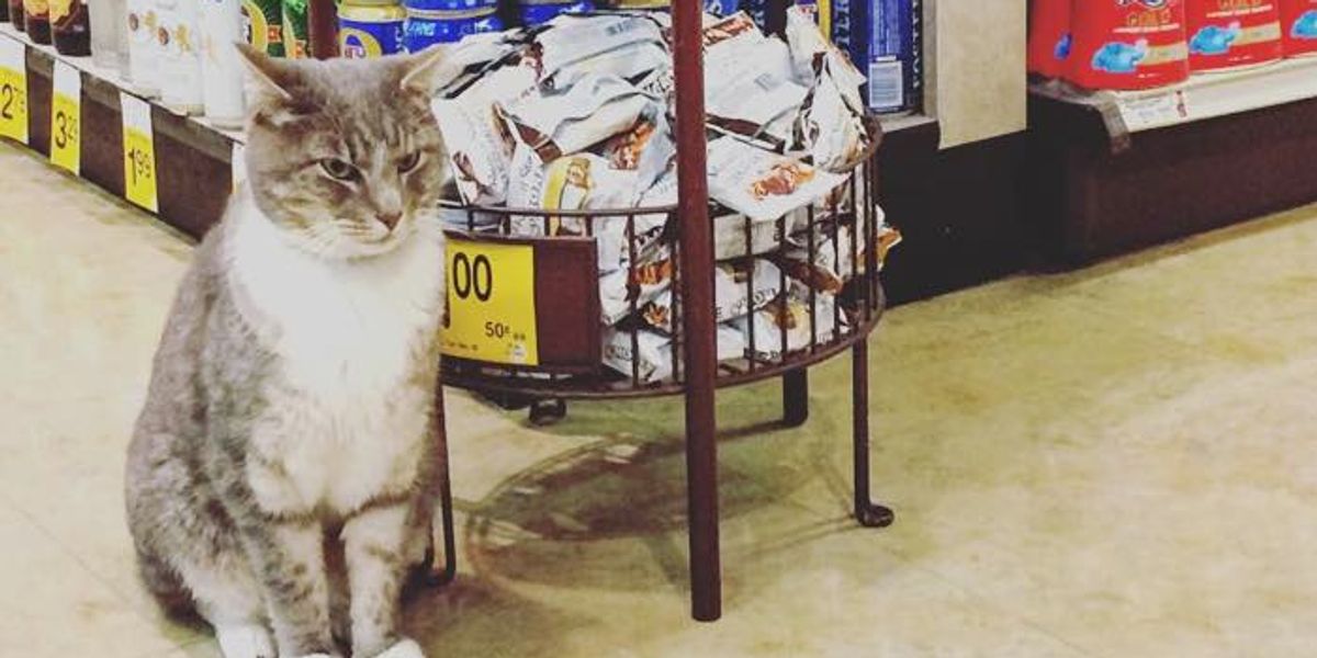 Cat Comes to Safeway Store Every Morning to Hang out with Customers