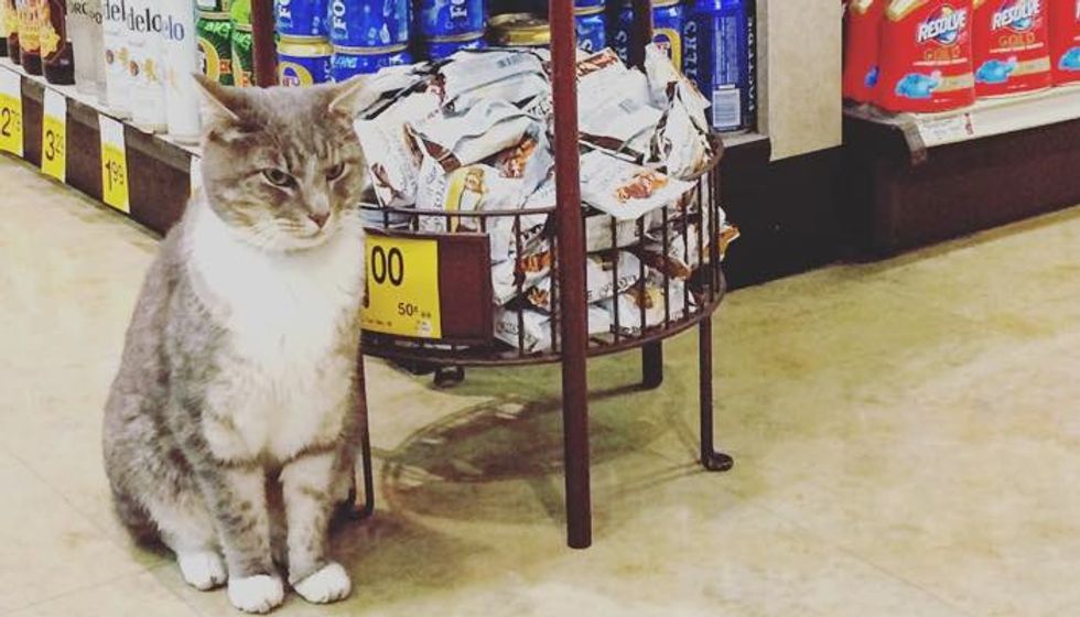 Cat Comes to Safeway Store Every Morning to Hang out with Customers