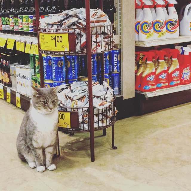 Cat Comes to Safeway Store Every 