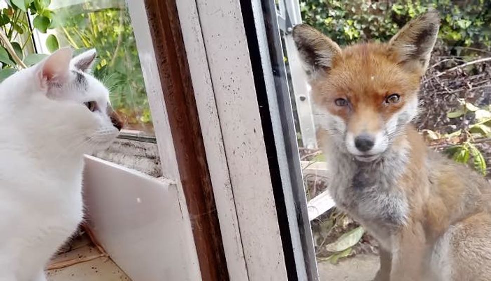 Cats and their Human Meet an Unexpected Visitor, a Wild Fox!
