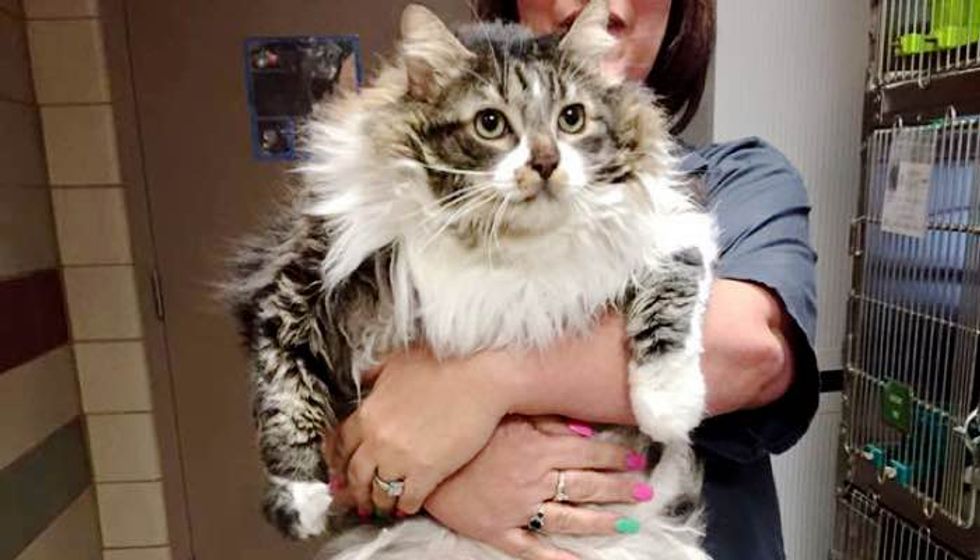 They Bring Happiness Back to 8 Year Old Shelter Cat who Just Wanted to be Loved