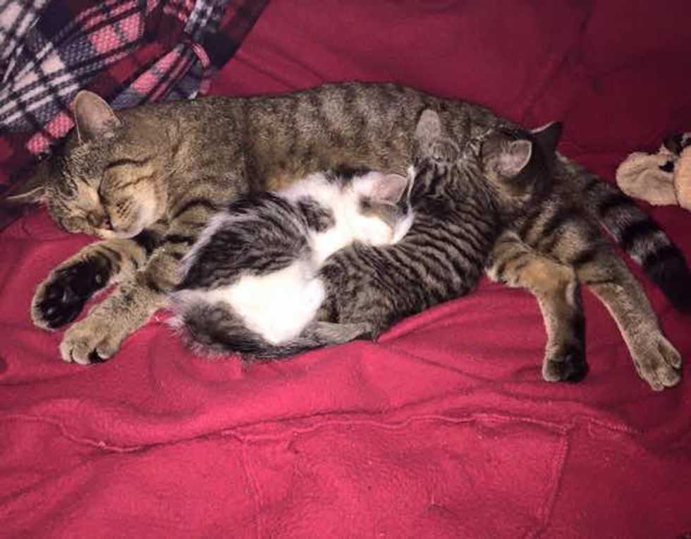 Stray Tabby Cat Becomes Papa to Three Rescue Kittens - Love Meow