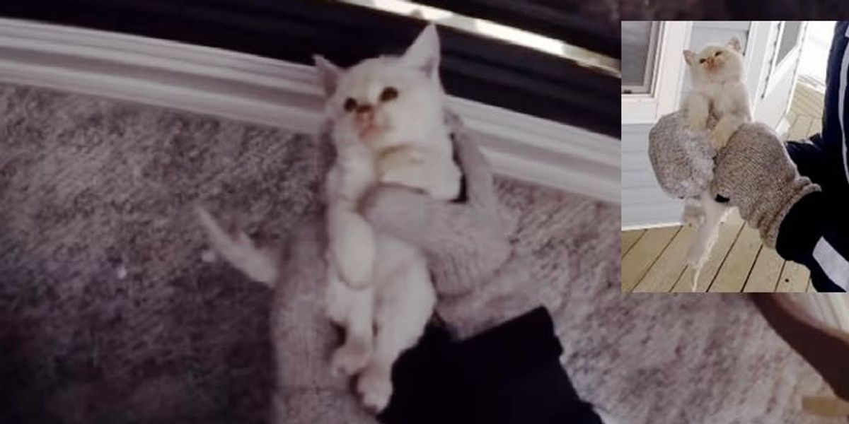 Family Saves Frozen Kitten Found in Snow and Brings Him Back to Life