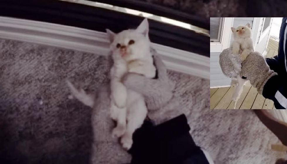 Family Saves Frozen Kitten Found in Snow and Brings Him Back to Life