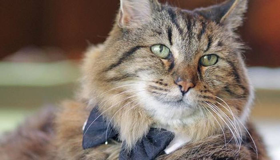 This Cat is 124 Years Old in Kitty Years and Still Going Strong!