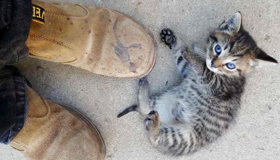 Motherless Kittens Walk Up to Father and Son for Help