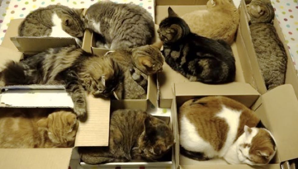 10 Cats Have a Slumber Box Party Together. It's Brilliant!