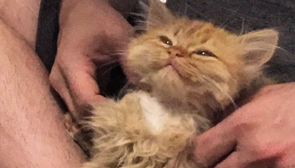 Shelter Kitten Waited and Waited. The Moment She Found her Forever Humans...