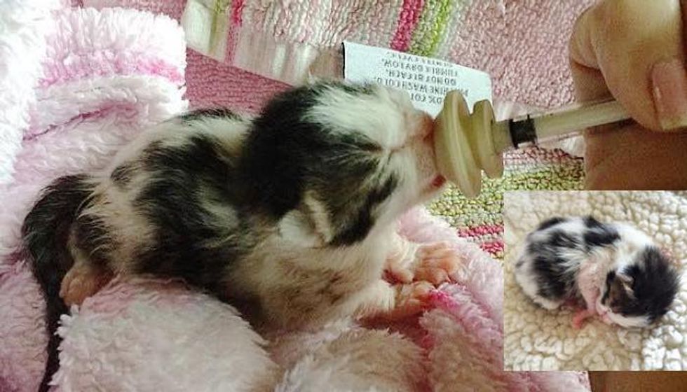 Tiny Newborn Kitten Found on Side of Busy Road, Journey to Forever Home!