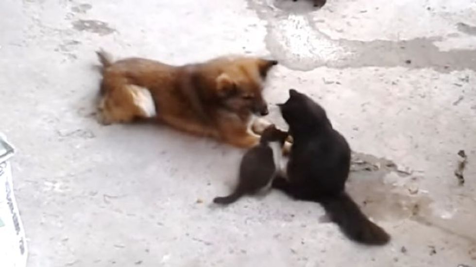 Cat Mama Brings Her Kittens to Meet a Good Friend