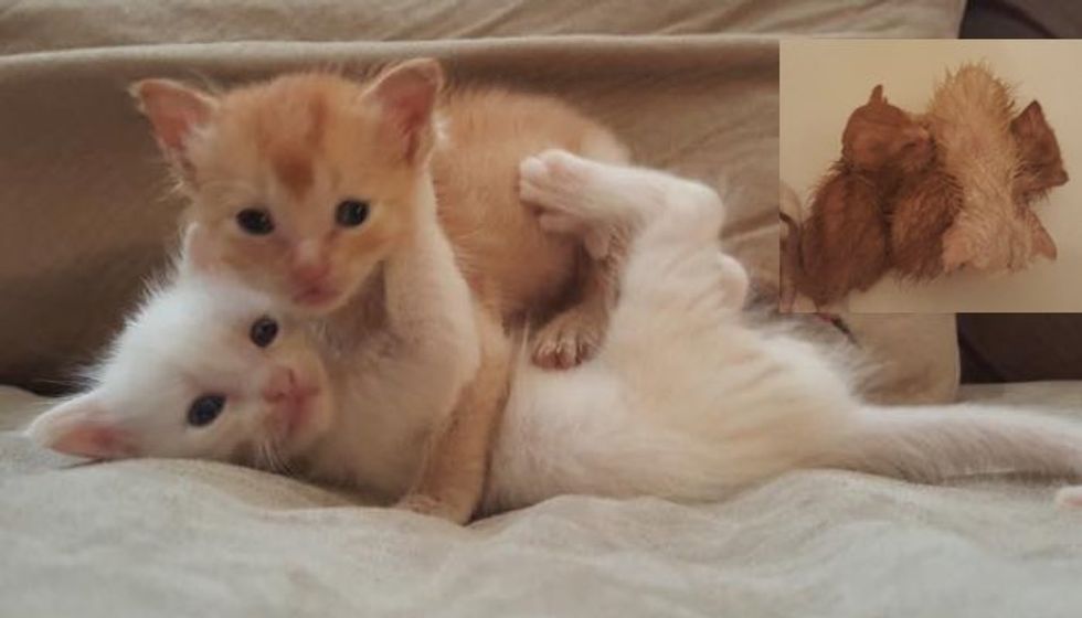 Abandoned Kittens Rescued from Garage. Look at the Transformation!