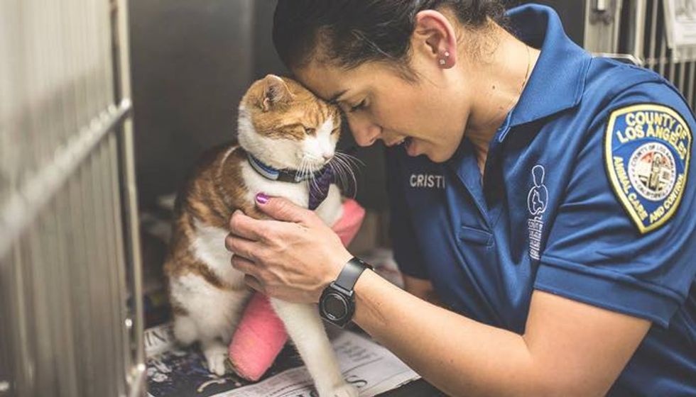 Shelter Cat with Injured Leg Now Has Only Days Left to Find a Home