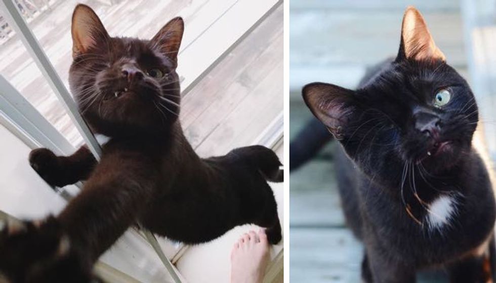 Pirate Cat Couldn't Find Home Because the Way He Looks Until Someone who Could See His Beauty