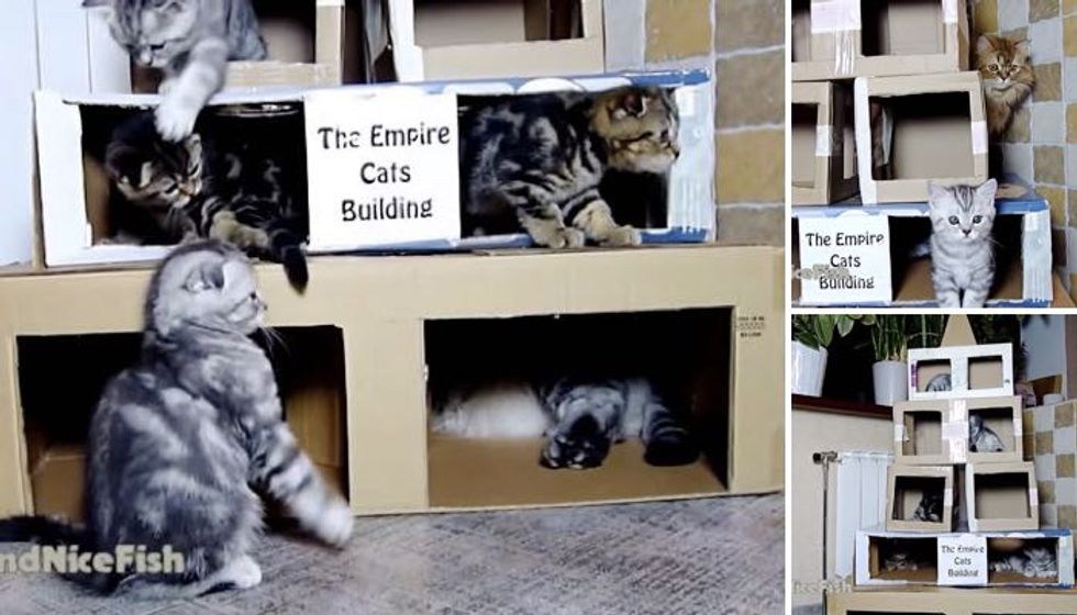 Instead of Christmas Tree, these Kitties Got 'the Empire Cats Building'