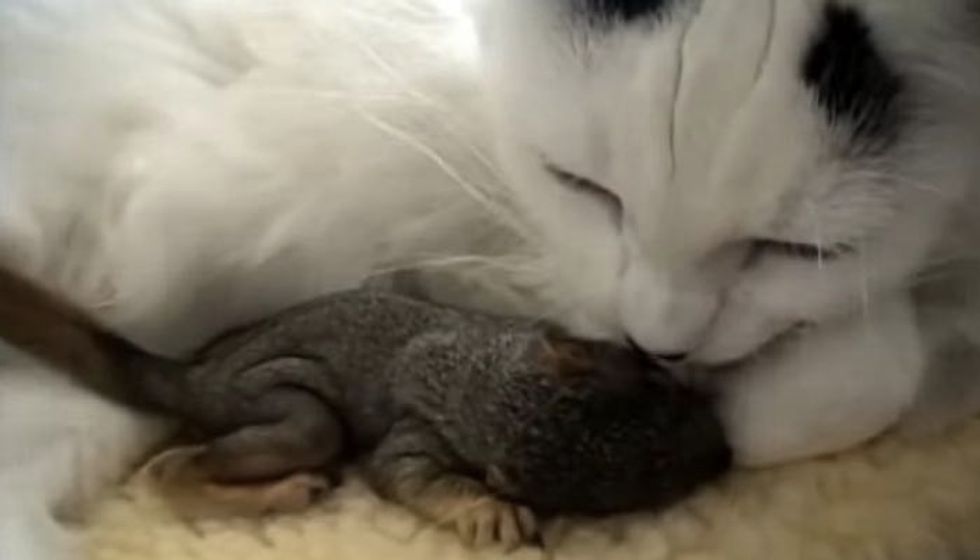 Cat Saves Baby Squirrels Found in Yard and Becomes their New Mom