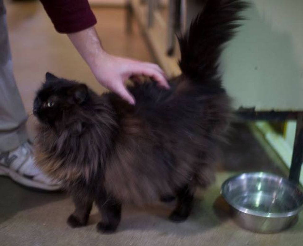 Magnificent Black Cat Grows Silver Winter Coat Love Meow