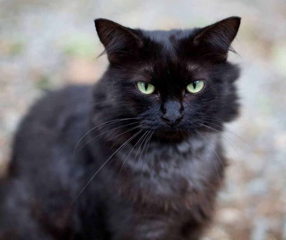 Magnificent Black Cat Grows Silver Winter Coat - Love Meow