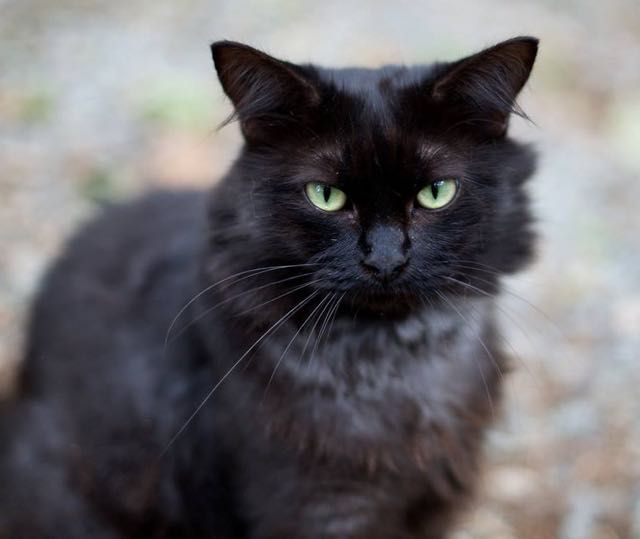 Black and silver store cat