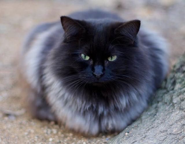 long haired catahoula