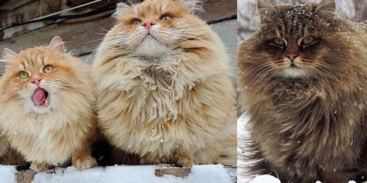 Every Winter these Siberian Cats Fluff Up and Play in Snow with their